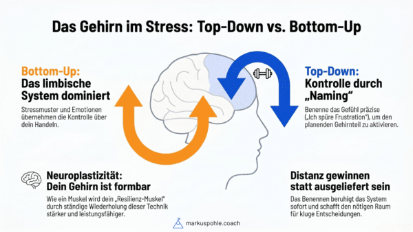 Gehirnmodelle: Top-Down vs. Bottom-Up Steuerung im Stress